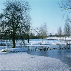 Enten im Schnee bei Finchingfield, Essex